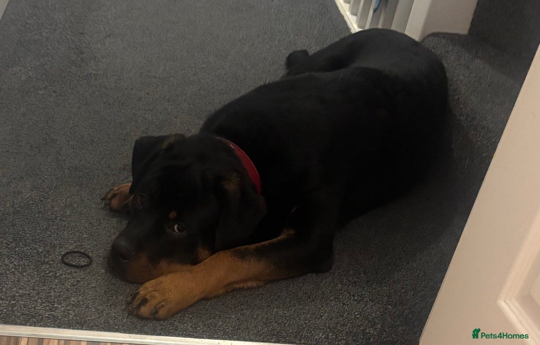 Rottweiler dogs for sale: Rottweier puppy  - Advert 2