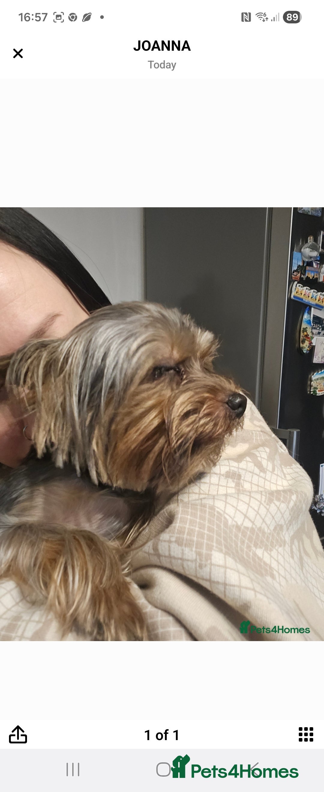 Yorkshire Terrier dogs for sale: Little boss - Advert 4