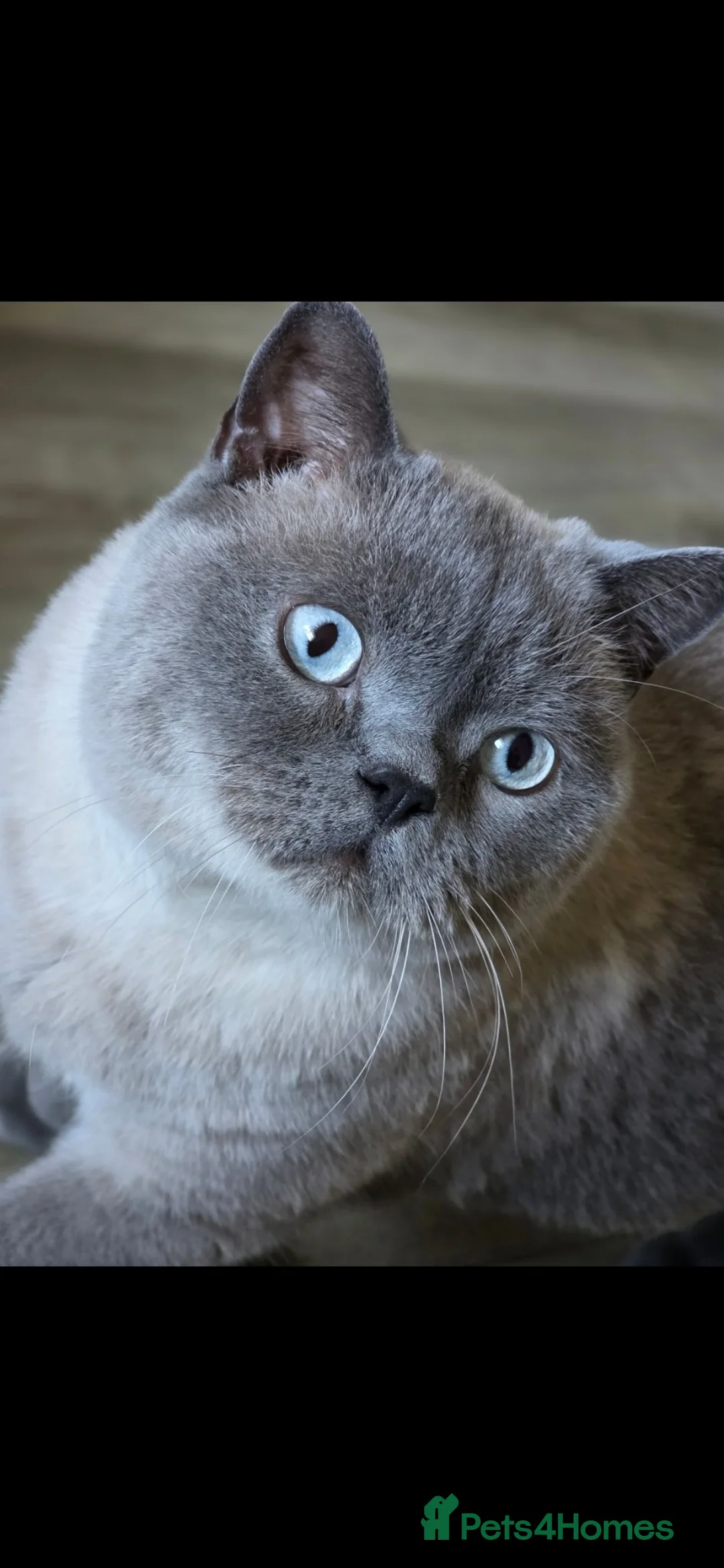 British Shorthair cats for sale: Male British Short hair  - Advert 2