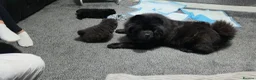 Chow Chow dogs for sale: Only 3 avalable (5 generation Chow chow) puppys - Advert 12