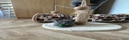 British Shorthair cats for sale: Bella,s British Shorthairs 🐾🩷🩵 - Advert 17