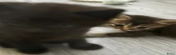 British Shorthair cats for sale: British Shorthair mix Kittens - Advert 18