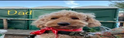 Mini Goldendoodle dogs for sale: 5★Miniature Goldendoodle Puppies-Waiting List Open - Advert 12
