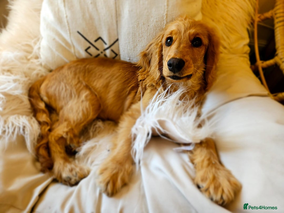 Cocker Spaniel dogs for sale:  Loving 1-Year-Old Cocker Spaniel Boy in Croydon - Image 4