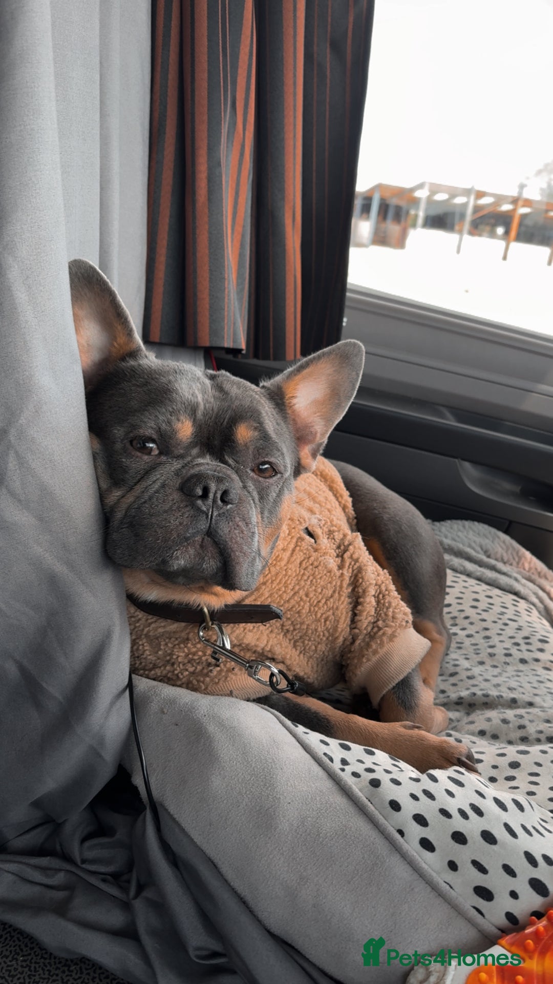 French Bulldog dogs for sale: 4 year old beautiful boy  - Advert 1