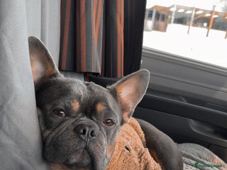 French Bulldog dogs 4 year old beautiful boy - Advert 1