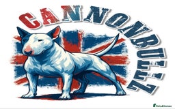 Bull Terrier dogs for sale: Outstanding bull terriers due with amazing lines  - Image 1
