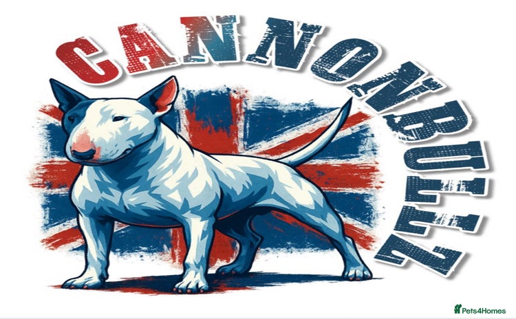 Bull Terrier dogs - Advert 16