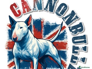 Bull Terrier dogs - Advert 1