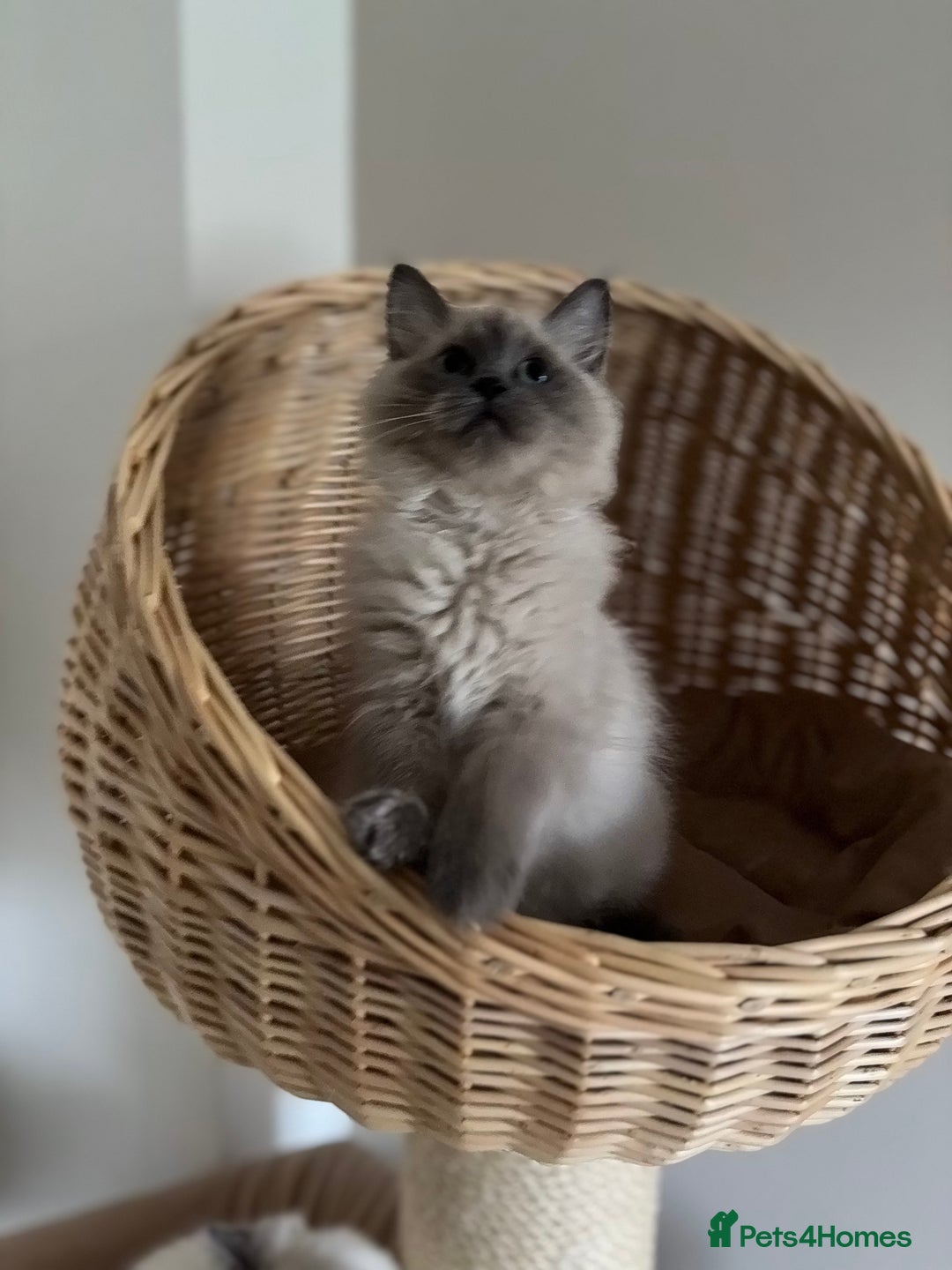 Ragdoll cats for sale: Beautiful blue mink colourpoint boy tica reg - Advert 7