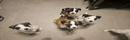 Mixed Breed dogs for sale: American Bulldog x American Akita - Advert 4
