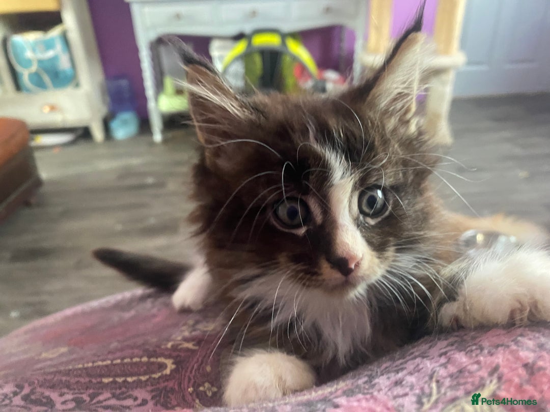 Maine Coon cats for sale: One maincoone boy  - Image 9