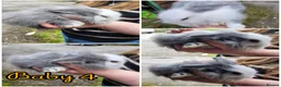 Lionhead rabbits for sale: Pure double lionheads READY NOW  - Advert 5