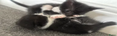 Mixed Breed Kitten 5