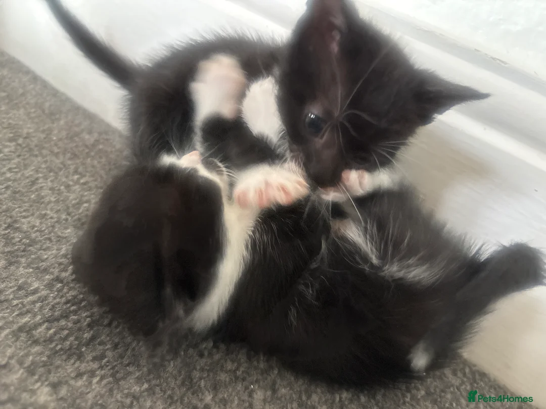 Mixed Breed cats for sale: 5 kittens and mother cat  in Hull - Advert 7