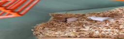 Gerbil rodents for sale: Gerbils for sale  - Advert 10