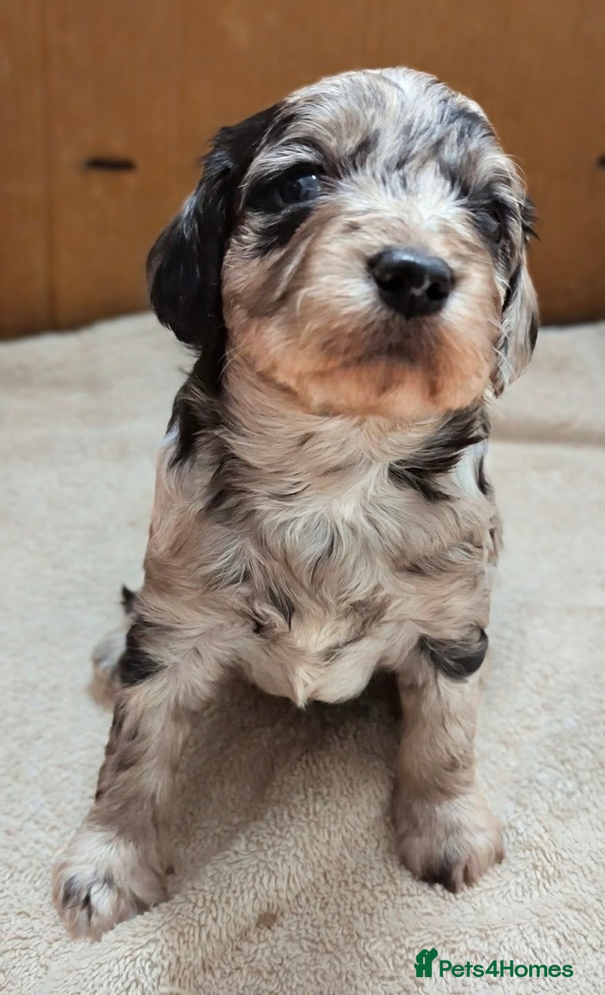 Cavapoo dogs DNA health tested Merle Cavapoos - Advert 11