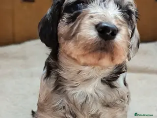 Cavapoo dogs DNA health tested Merle Cavapoos - Advert 11