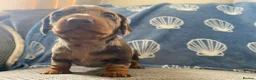 Miniature Dachshund dogs for sale: 🐶 READY TODAY 🐶 £1,800 - Advert 8