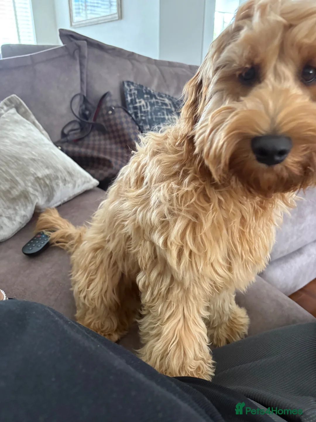Cockapoo dogs for sale: Cockapoo puppy for sale  in Renfrew - Advert 2