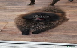 Pomeranian dogs for sale: Pomeranian Boy Pup - Image 5