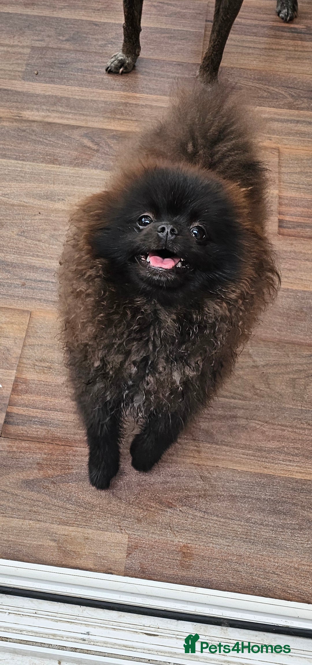 Pomeranian dogs for sale: Pomeranian Boy Pup - Image 5