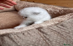 Scottish Fold cats for sale: Beautiful Silver & White Scottish Fold Kittens  - Advert 9