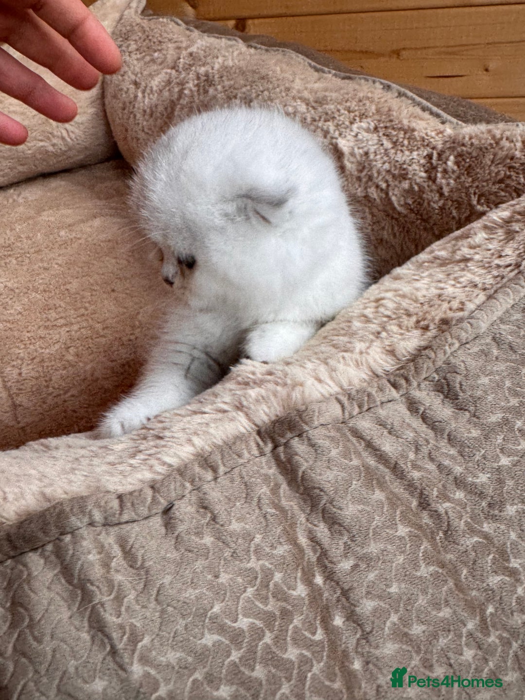 Scottish Fold cats for sale: Beautiful Silver & White Scottish Fold Kittens  - Advert 9