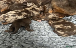 Miniature Dachshund dogs for sale: Miniature dachshund puppies  - Image 1
