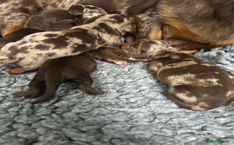 Miniature Dachshund dogs - Advert 1