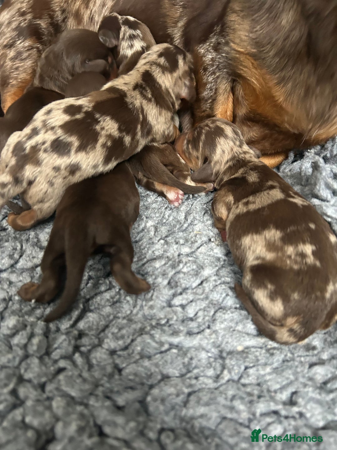 Miniature Dachshund dogs for sale: Miniature dachshund puppies  - Image 1