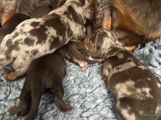 Miniature Dachshund dogs - Advert 5