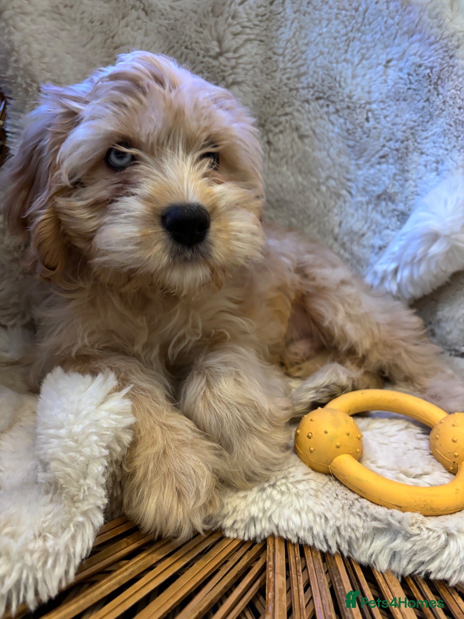 Cavapoo dogs FULLY VACCINATED & Health checked F1B Blue Merle  - Advert 5