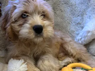 Cavapoo dogs FULLY VACCINATED & Health checked F1B Blue Merle - Advert 5