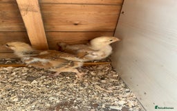 Chickens poultry for sale: Chicks&Cockerels Hatched 27/06 - Image 4