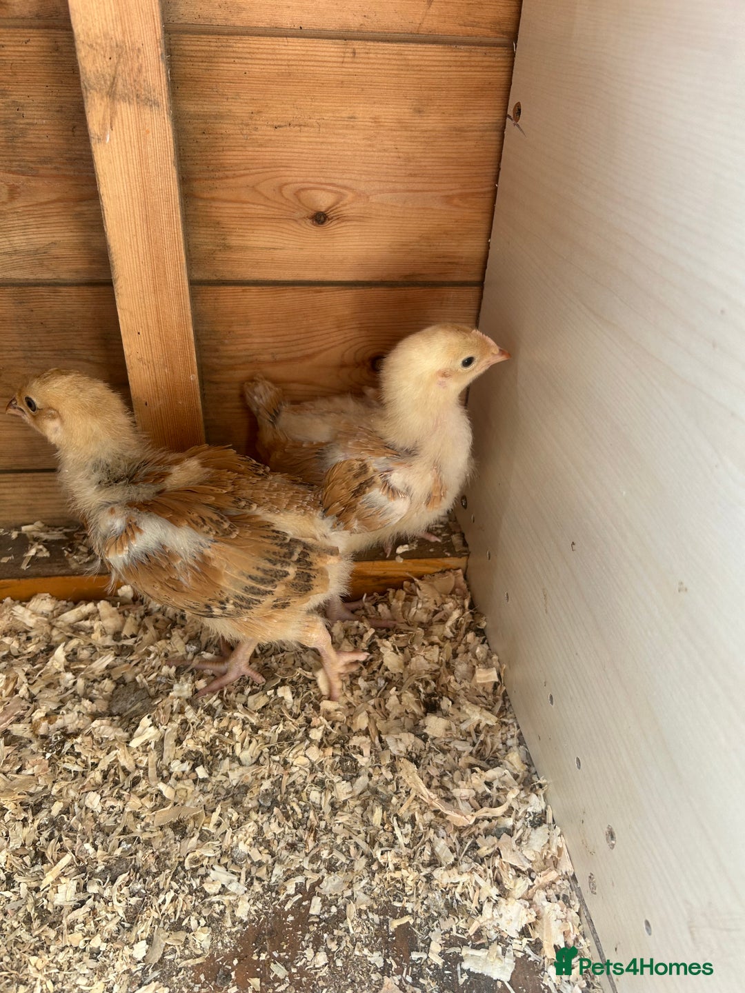 Chickens poultry for sale: Chicks&Cockerels Hatched 27/06 - Image 4