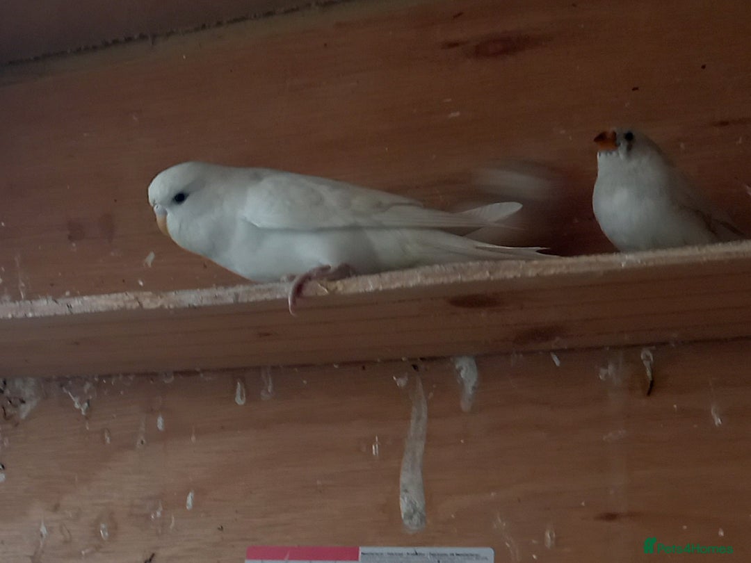 Budgerigars birds for sale: Beautiful baby budgies... - Image 5