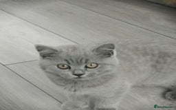 Scottish Fold cats for sale: Scottish fold - Image 2