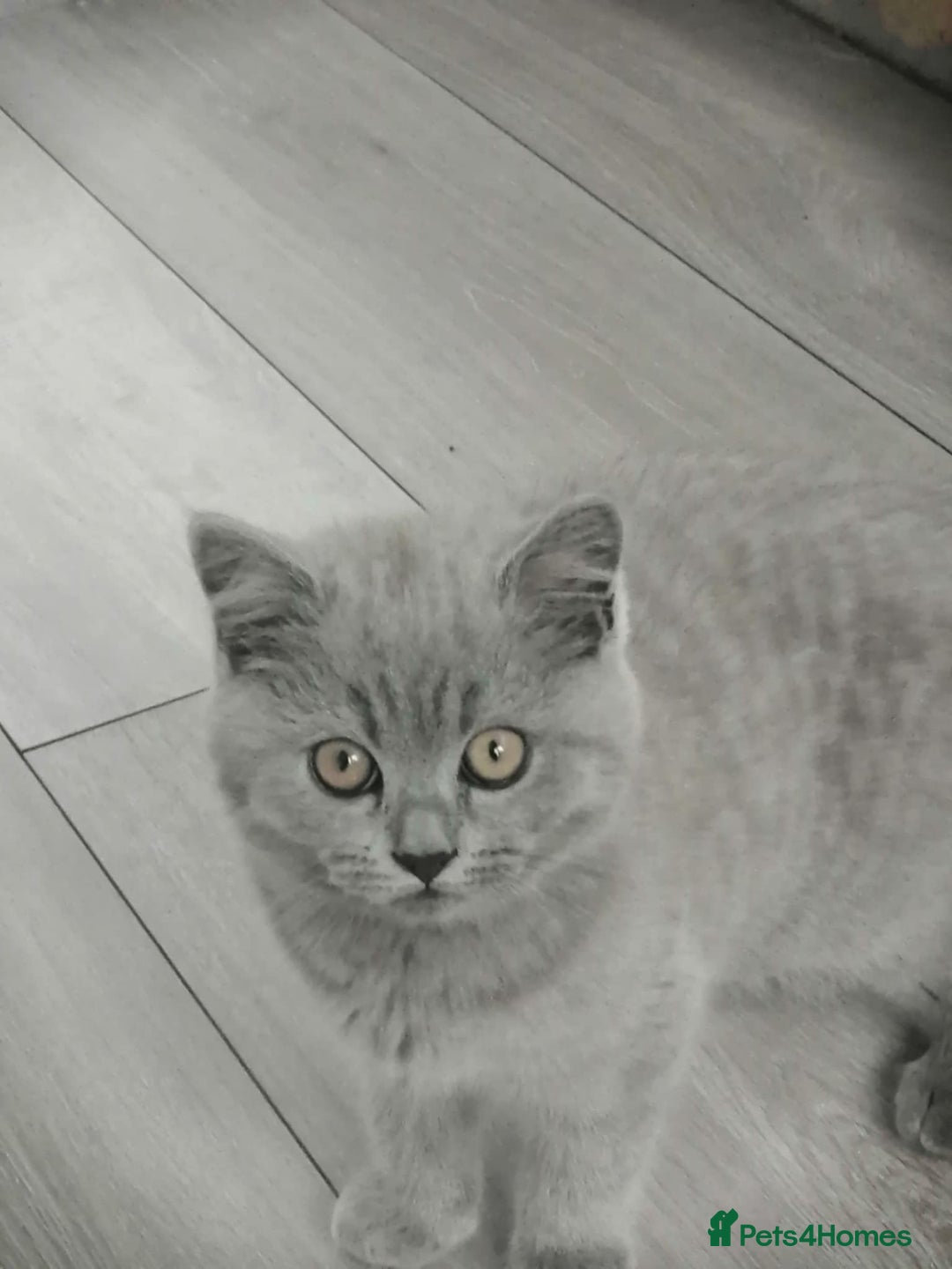 Scottish Fold cats for sale: Scottish fold - Image 2
