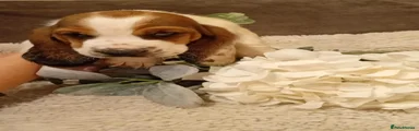Basset Hound 5