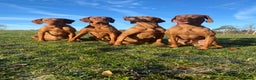 Hungarian Vizsla dogs for sale: Stunning litter of Hungarian Vizsla pups - Advert 13