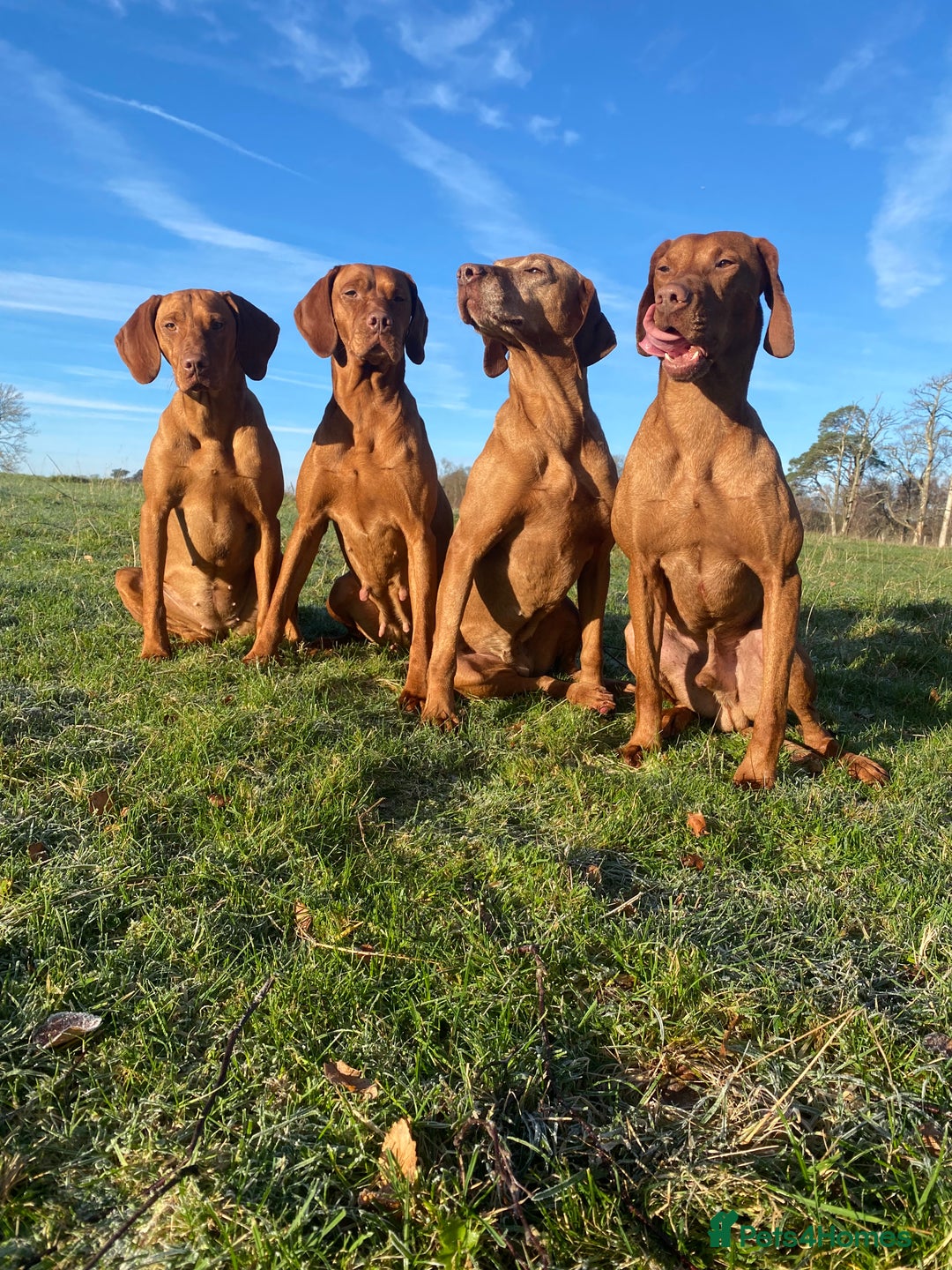 Hungarian Vizsla dogs for sale: Stunning litter of Hungarian Vizsla pups - Advert 13