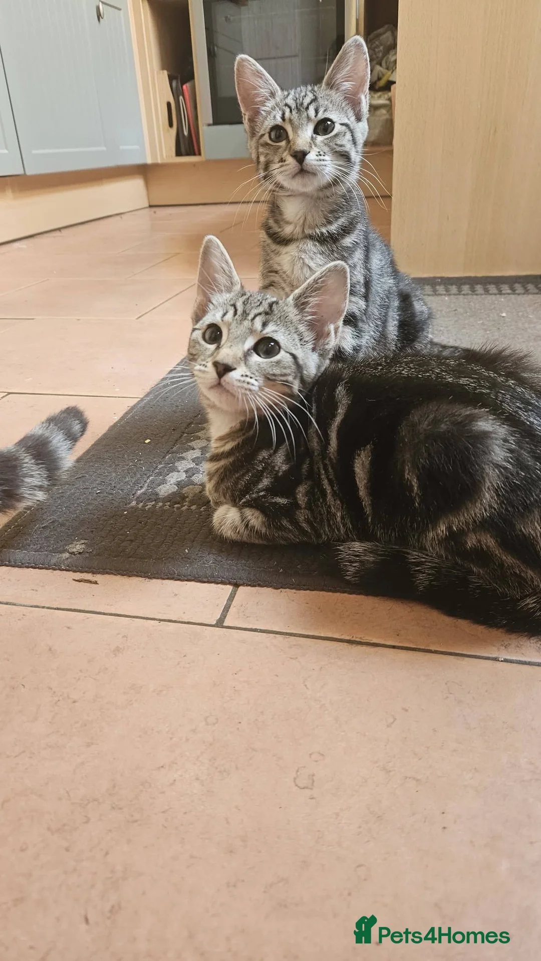 Mixed Breed cats for sale: Two female kittens in Leicester - Advert 2