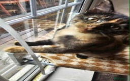 British Shorthair cats for sale: Stunning British Shorthair Kittens Ready Now! - Image 27