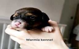 Chinese Crested dogs for sale: Boys £1300, girls £1600 - Image 8