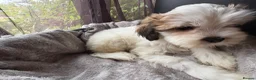 Mixed Breed dogs for sale: Cockapoo x  in Snodland - Advert 10