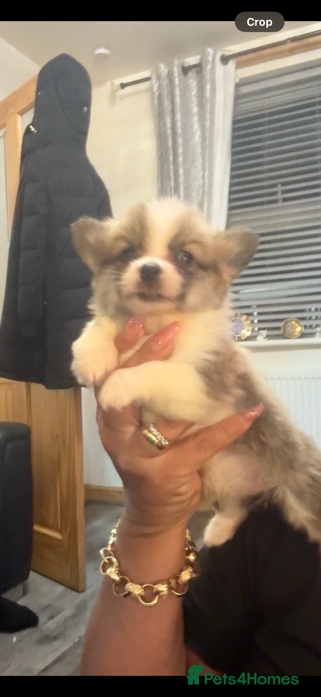 Welsh Corgi Pembroke dogs for sale: Kc reg Pembroke corgi babies available  - Advert 8