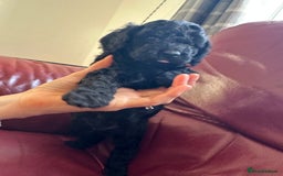 Cavapoo dogs for sale: Gorgeous Rare-Colouring Cavapoo Puppies - Advert 19