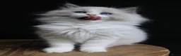 Ragdoll cats for sale: beautiful purebred Ragdoll kittens - Advert 16