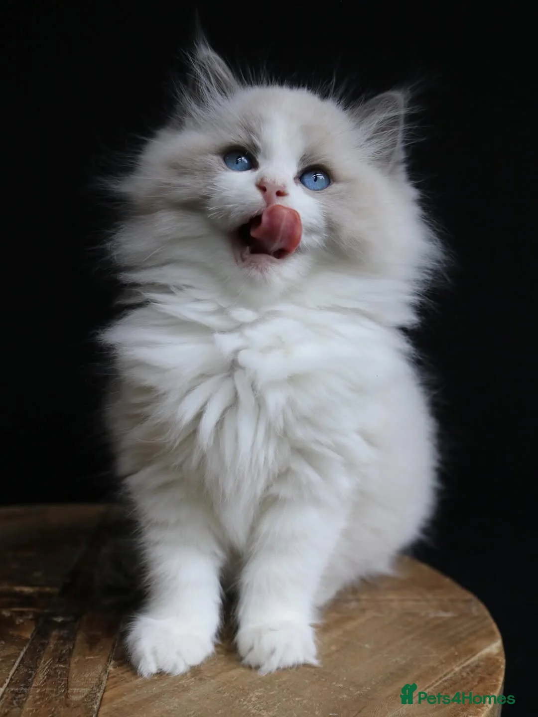 Ragdoll cats for sale: beautiful purebred Ragdoll kittens - Advert 16